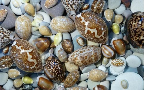 

wallpapers shell conch floor stickers 3d flooring for living room and bedroom