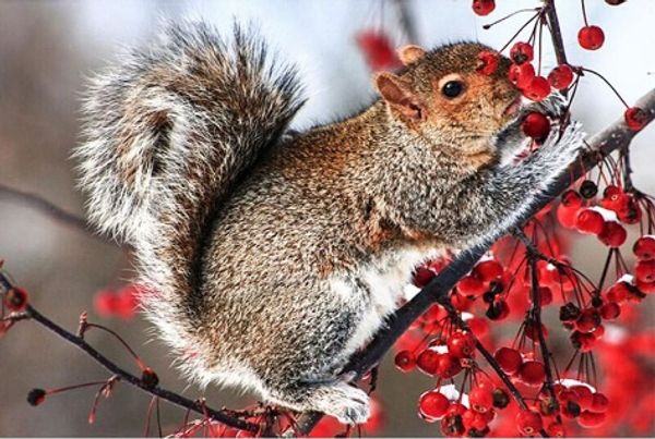 

DIY 5D Diamond Painting "squirrel" Cross Stitch Diamond Embroidery rhinestones Diamond Mosaic Decor handmade Home Decor Art Experience toys