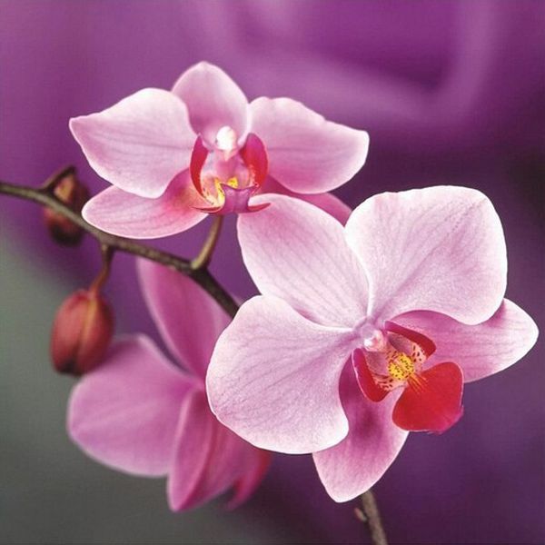 

a1251 flower 25*25 5d diy diamond painting embroidery home decor diamond crossing stitch 100% resin tool dril painting mosaic needlework