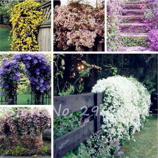Acheter Sac Rare Escalade Jasmine Fleur Graines Couleur Jasmin Graines Parfumé Plante Arabe Jasmin Graine Bonsaï Plante Maison Jardin De 101 Du