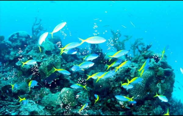 Oceano tropical peixe água padrão onda banheiro piso telha textura pinturas papel de parede