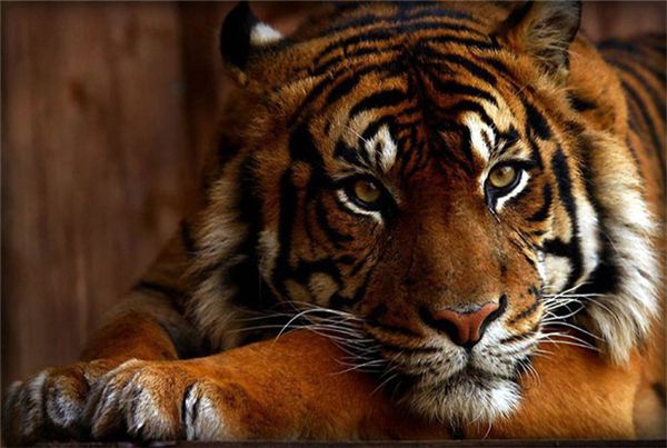 

diy diamond painting cross stitch kit rhinestone full round diamond embroidery animal tiger home mosaic decoration yx4017