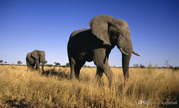 

Free Shipping African Elephants Art Posters Print Photopaper 16 24 36 47 inches