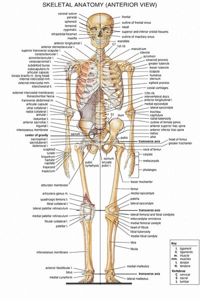 Medical Chart Body Outline