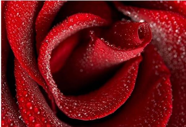 

hd drip rose wedding room background wall wallpaper for walls 3 d for living room