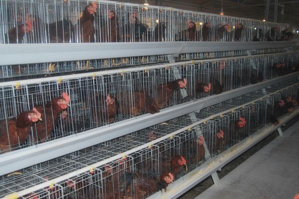 Cage Pour Oiseaux