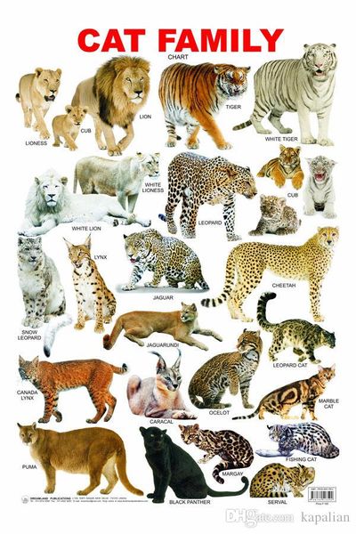 

Animal Poster The Cat Family Tiger Lion Jaguar Home Decor Wallpaper Art Posters Print Photopaper 16 24 36 47 inches