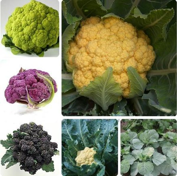 Acheter 30 Bag Graines De Chou Fleur 4 Couleurs Jaune Noir Violet Vert Graines De Chou Légumes Graines De Sementes Pour Jardin à La Maison De 885