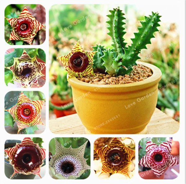 

100 pcs huernia zebrina seeds lithops pseudotruncatella succulents raw stone fleshiness stems tetragonia potted flowers fleshy