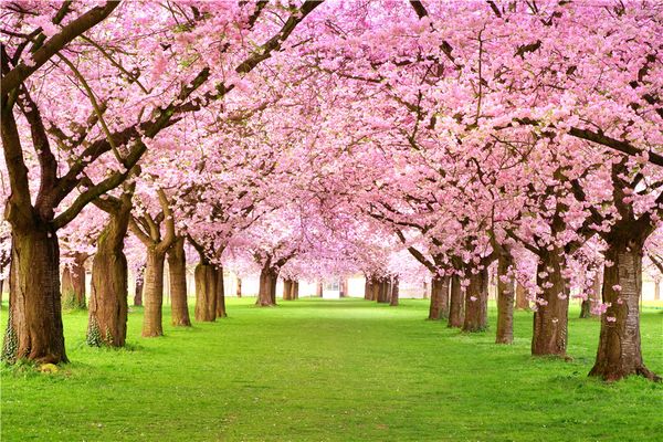 Alberi di ciliegio rosa Fondali floreali per matrimonio Fotografia Fiori primaverili stampati Erba verde Natura Scenico Sfondo per servizio fotografico per bambini