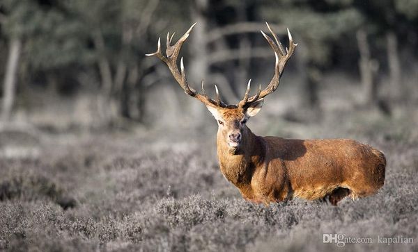 

Free Shipping A Deer In The Dutch Veluwe Art Posters Print Photopaper 16 24 36 47 inches