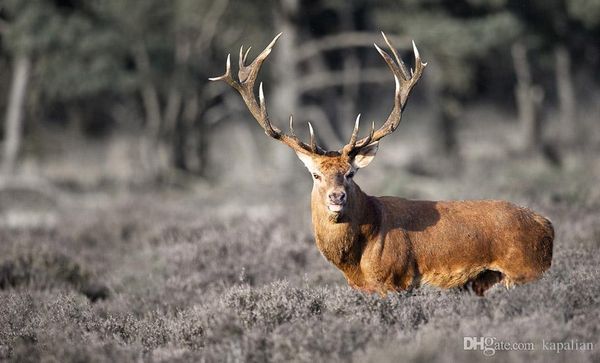 

a deer in the dutch veluwe art posters print ppaper 16 24 36 47 inches
