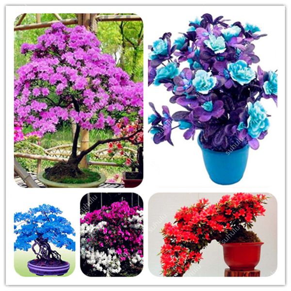 2019 Japanese Azalea Seeds Mixed Indoor Plants Office Desktop