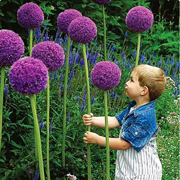 

Rare flower 100 / bag giant onion (Allium mushroom) seed beautiful flowers bonsai plants home garden free shipping