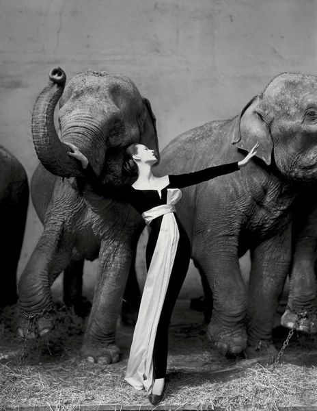 

richard avedon dovima with elephants evening dress art pgraphy home decor art poster print 16 24 36 47 inches