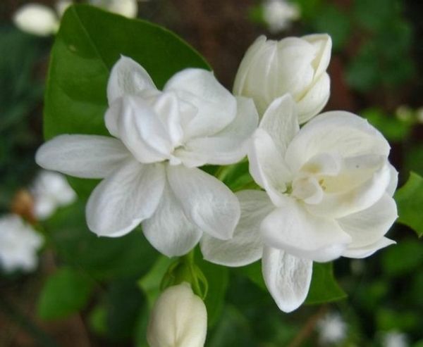 Acheter Sac Blanc Graines De Jasmin Graines De Fleurs De Jasmin Plante Parfumée Arabe Graines De Jasmin Bonsai Plantes En Pot Pour La Maison Jardin