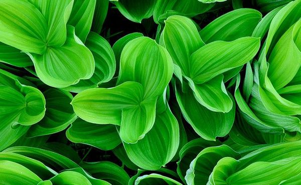 

wallpaper 3d mural for living room green and vitality unlimited ultra hd tv background wall decoration painting wall mural wall paper pain