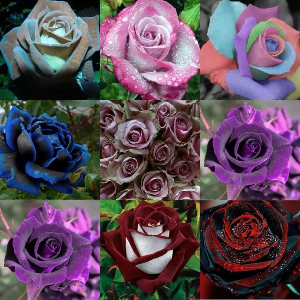 

2019 последние дешевые розы семена цветов популярные 9 цветов садовые семена 100 шт. в упаковке бесплатная доставка главная садовые растения