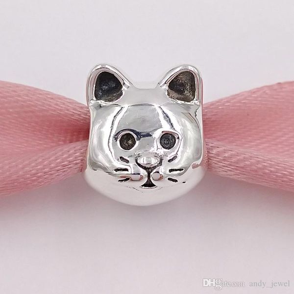pandora gattino curioso pandora gattino curioso