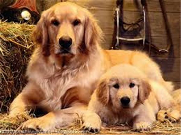 

mosaic home decoration animal dog diy diamond painting cross stitch kit rhinestone full square diamond embroidery zxh1314