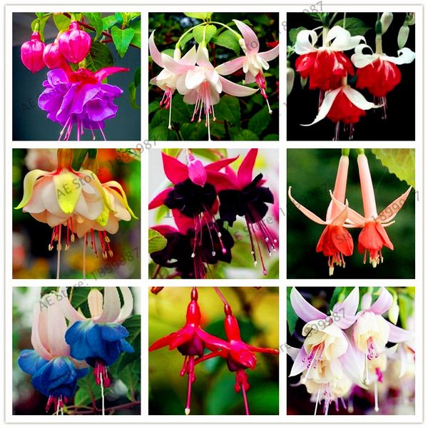 

100 pcs multiple color fuchsia hybrida hort seeds bonsai lantern flowers,for garden home indoor plant