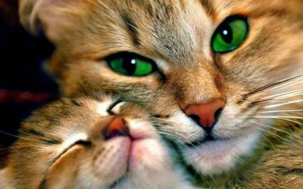 

a2199 cat 48*30 5d diy diamond embroidery painting home decor diamond crossing stitch 100% resin tool dril painting mosaic needlework