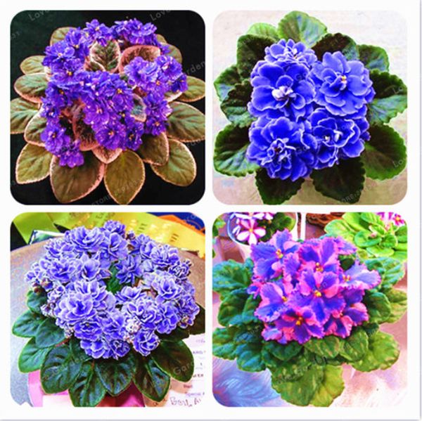 

Outros Acessórios Jardim ymhzdy