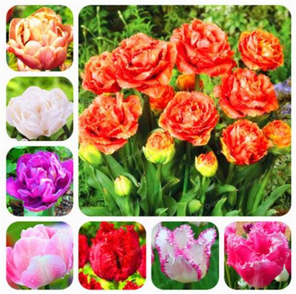 

Двойной Тюльпан Семена Редкие Цветы Семена Многолетнее Бонсай Завод Подарок Для Дома Сад Двор Украсить Легко Вырастить 100 Шт. Бесплатная Доставка