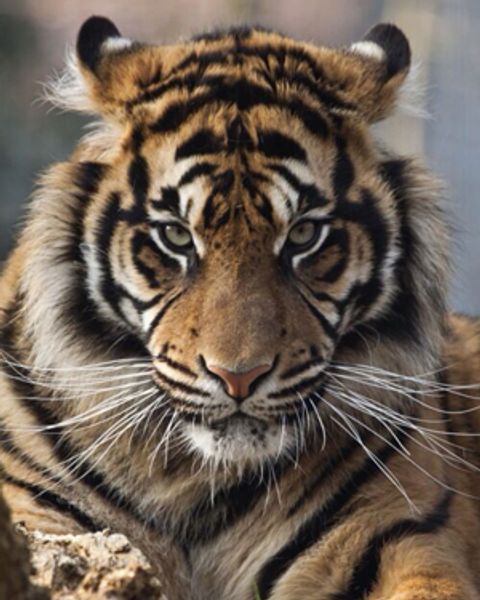 

a2290 tiger 20*25cm 5d diy diamond embroidery painting home decor diamond crossing stitch 100% resin tool dril painting mosaic needlework