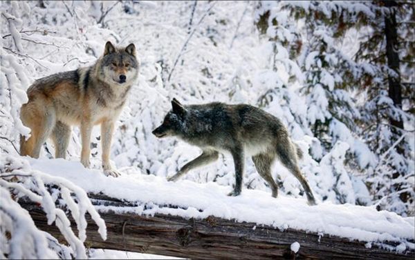 Acheter Fond D Ecran 3d Moderne Simple Animaux Loup Paysage De