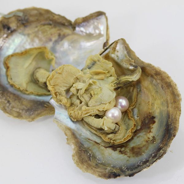 2020 Vacuum Packed Akoya Pearl Oysters 6 7mm Pink Round Twin Akoya