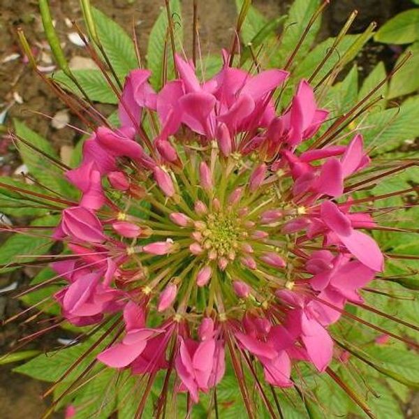 

Spiny Spiderflower семена Клеом Spinosa семена растения Цветок бонсай для дома сад легко раст
