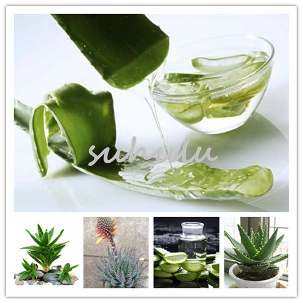 

100 Pcs /Bag, Office Desktop Flowers, Succulents, Anti-Radiation Computer,Rare Herbs Aloe Vera Queen Seeds, Potted Plants Purify The Air