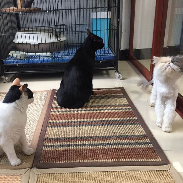 

natural sisal cat pet dog mat paw pad carpet living room bedroom customizable blanket cat scratch board scratcher 15 6rb gg