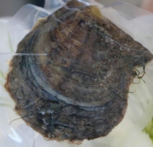 

Pérola k2-accessories