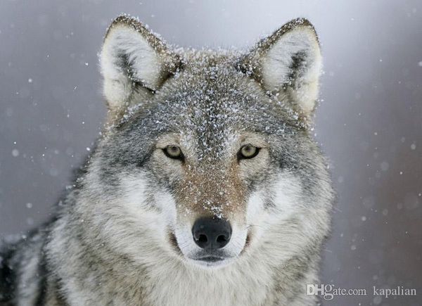 

predator wolf snow art posters print ppaper 16 24 36 47 inches