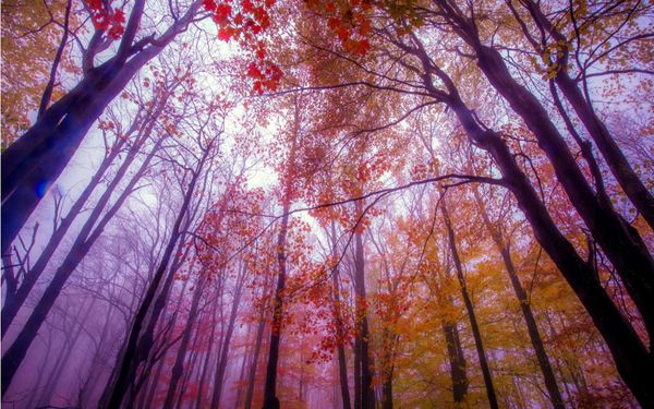 

3d природа картинки 3d природа свежий воздух леса бамбуковый лес зенит фреска стена фон фото обои природа