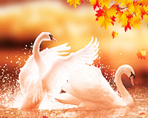 

a1305 beautifulswan 50*40 diy diamond embroidery painting home decor diamond cross stitch 100% resin tool dril painting mosaic needlework