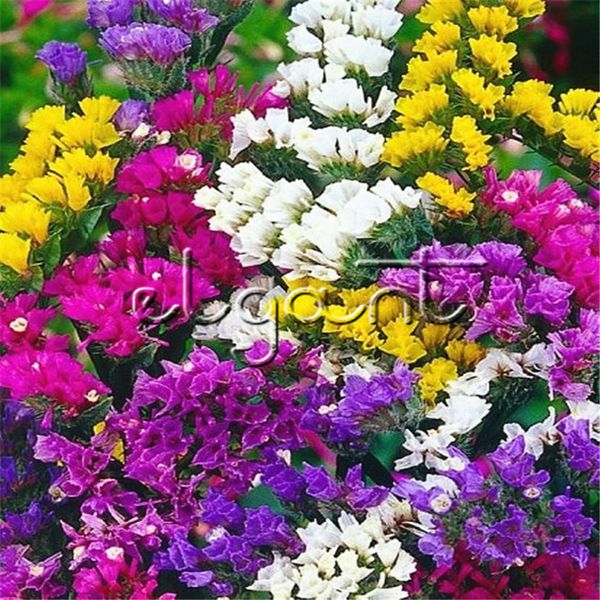 

Statice Mix цвет Limonium sinuatum цветок 100 семена легко растущий однолетний срезанный цветок