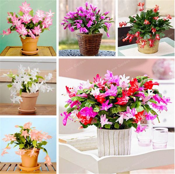 

Outros Acessórios Jardim ymhzdy