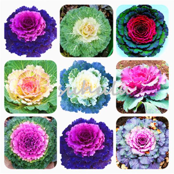 

100 Шт. / Пакет Семена Капусты Цветущие Декоративные Семена Капусты Завод Цветения