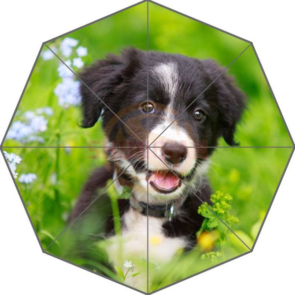 

original custom border collies black puppy picture auto foldable umbrella
