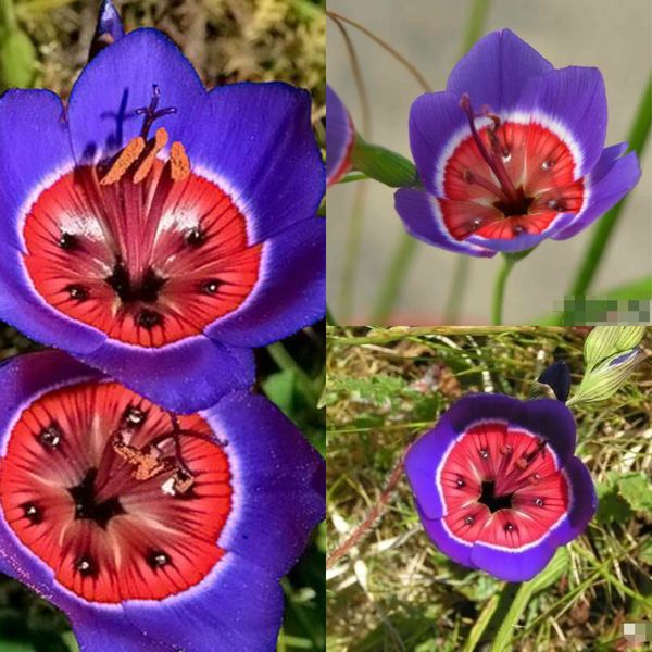 

Flores, pétalas e guirlandas greatvip