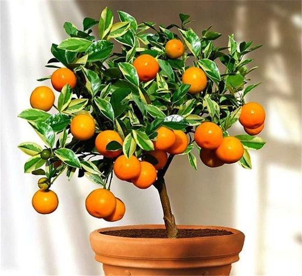 ORANGE TREE COUPONS Orange tree coupons