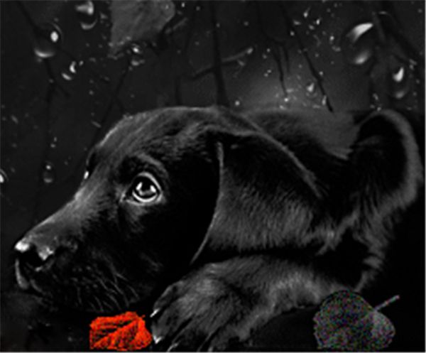 

горный хрусталь полный квадратный алмазы вышивка животных черный собака diy алмаз живопись вышивки крестом kit главная мозаика украшения zxh