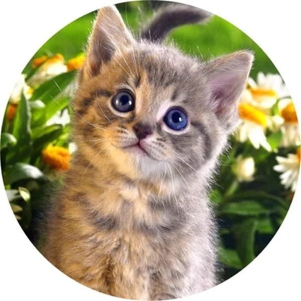 

diamond embroidery animal cute cat flower diy diamond painting cross stitch kit resin full round diamond mosaic home decoration gift yx2644