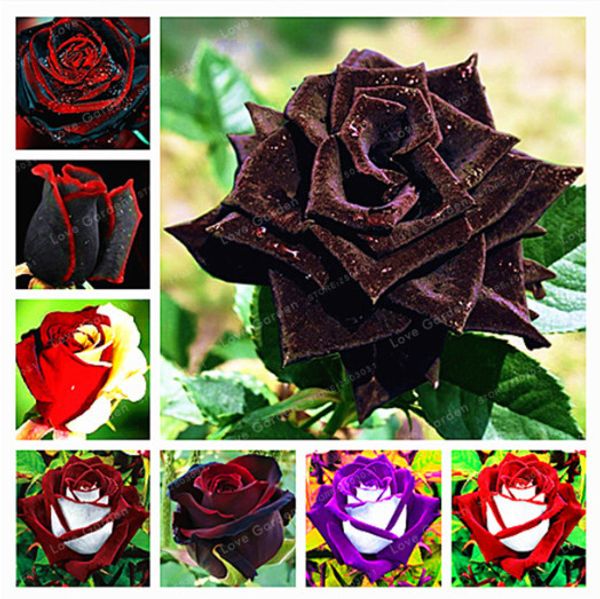 

100 Шт. Редкие Семена Роз Черный Цветок Розы С Красным Краем Редкий Цвет Розы Цветы