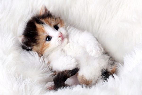 

a1254 lovelycat 30 * 20 5d diy алмаз живопись вышивка home decor алмаз вышивка крестом 100% смолы инструмент dril живопись мозаика рукоделие