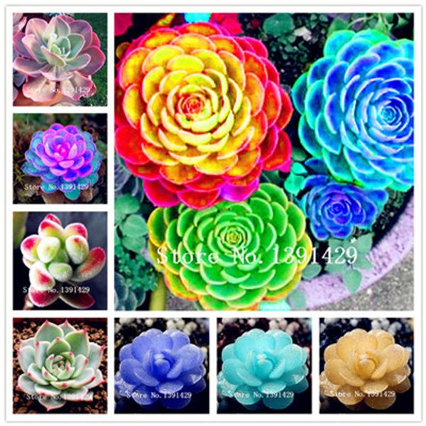 

Продажа 100 шт. мини сочные семена лотоса литопс Pseudotruncatella бонсай редкие сочные сем