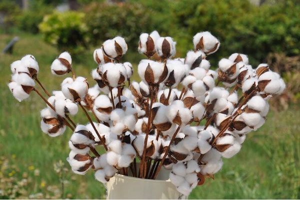 Acheter Haute Qualité Diy Bouquet Fleurs Naturelles Séchées 3 Têtes Coton Fleur Branche Pour La Fête De Mariage Accueil Hôtel Décoration Fleurs De